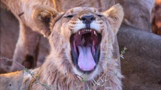 《南非物种》帐篷外野生狮子的声音