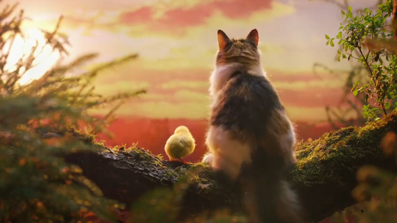 创意猫粮广告-英国创意广告-产品宣传片