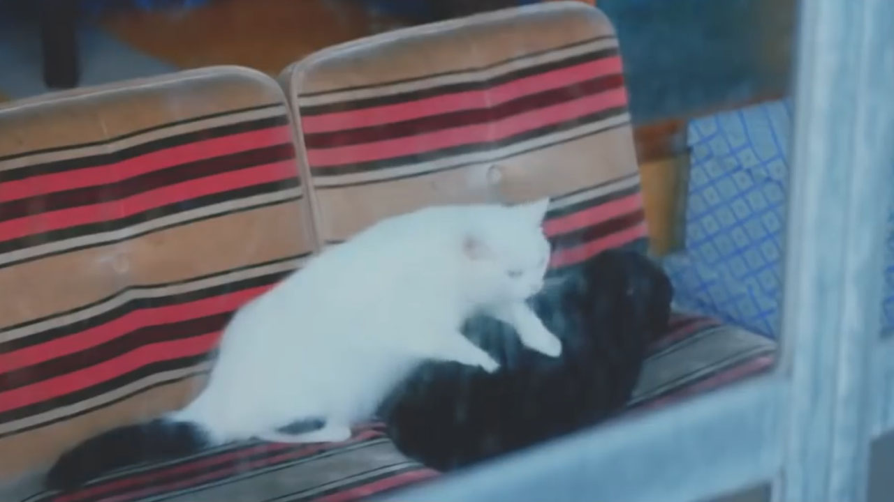 偷偷学习的猫-日本猫咪广告