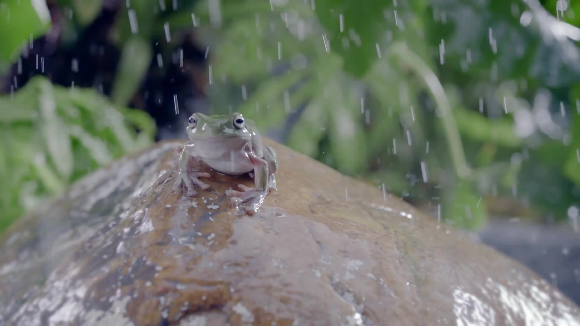 ZIOXX赤尾 《雨天篇》