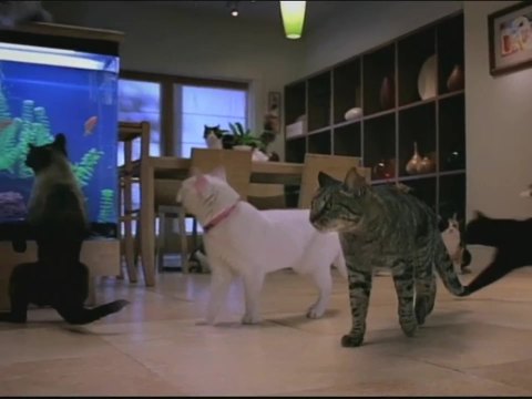 Tidy Cats -《猫咪篇》- Go East Films制作