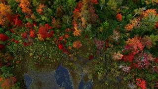 《万花筒》新英格兰在树叶季节中以其壮观的色彩展现