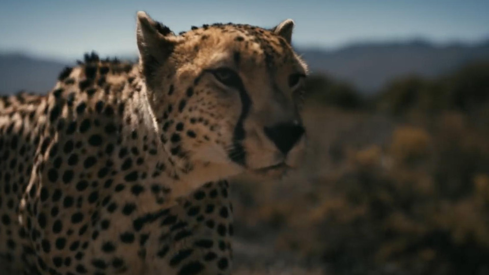 Drag Race Formula E Car vs Cheetah