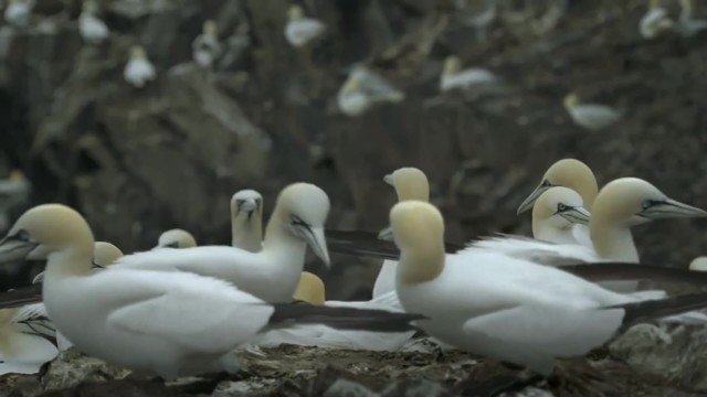 LG 电视机 《Birds鸟类篇》