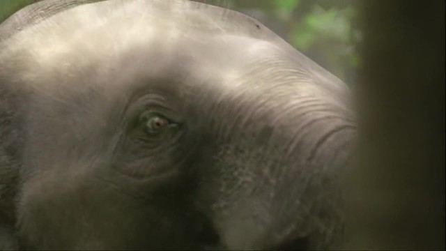 LG 电视机 《Elephant大象篇》