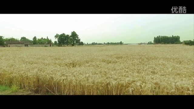 航拍短片 《麦子熟了》